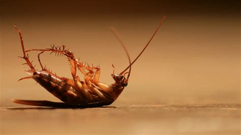 bugs in the philippines|4 Most Commonly Found Cockroaches in the Philippines.